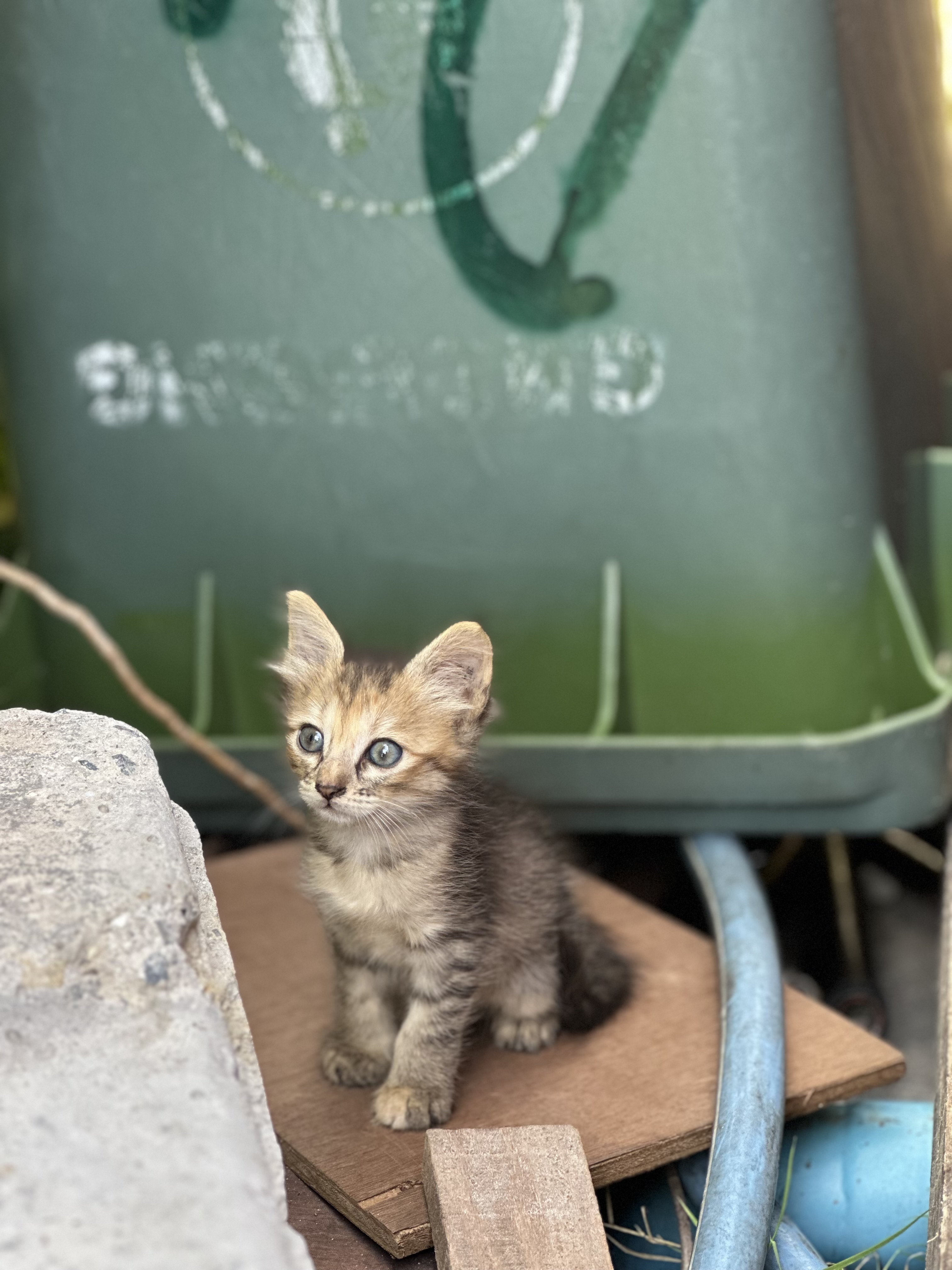 RootCat