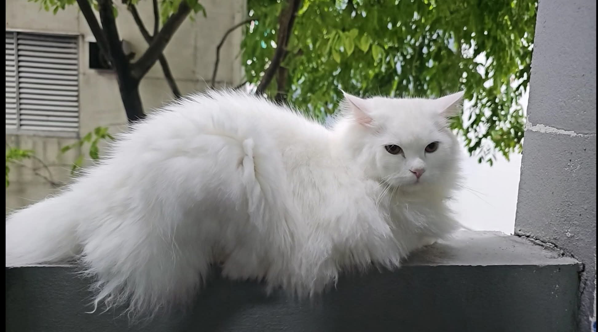 Hareera